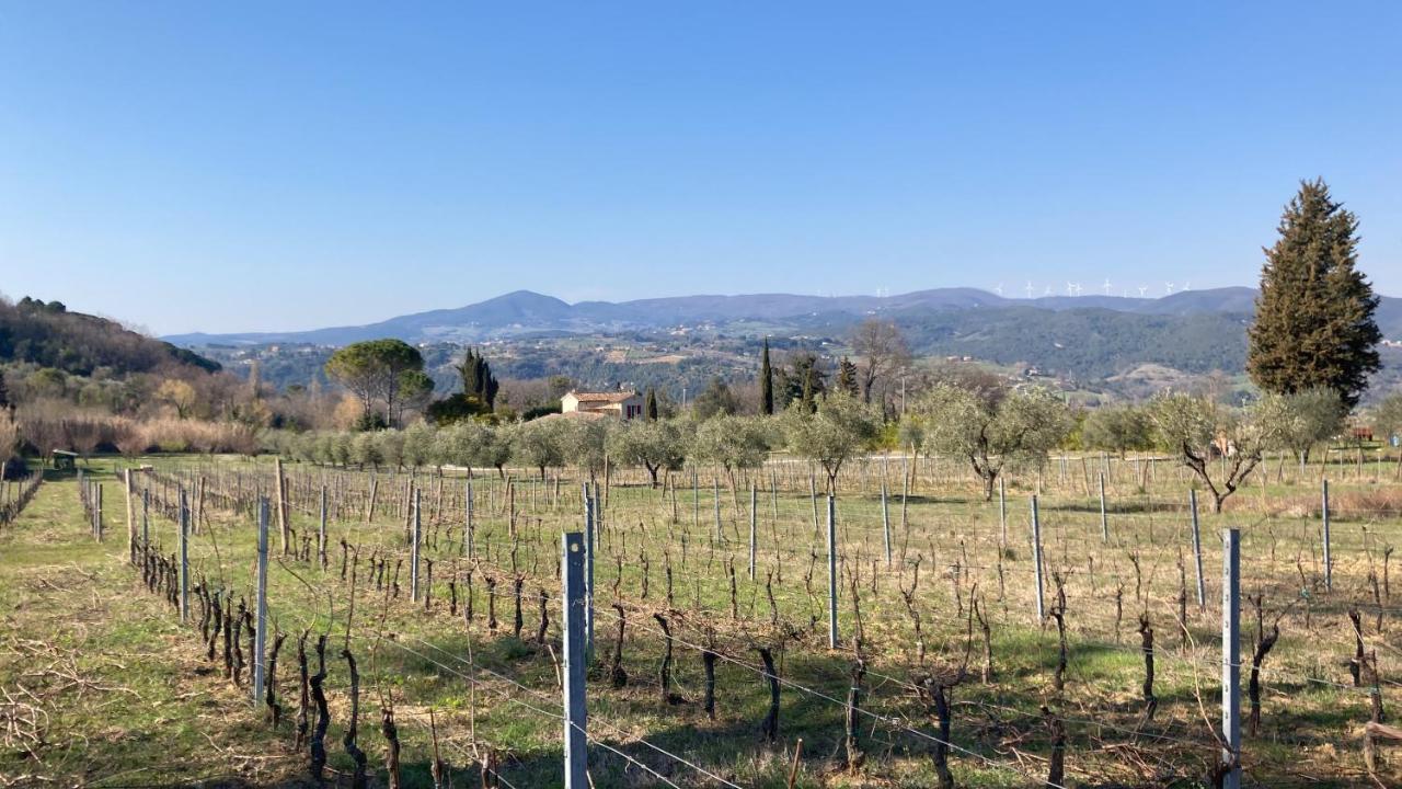 Le Giuncaie - Vigna Con Alloggio Montescudaio Exterior foto